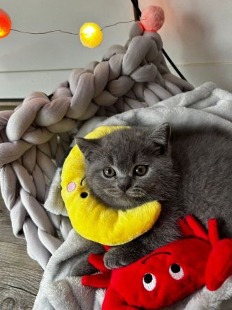 Britisch kurzhaar Katze