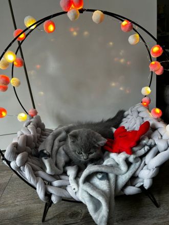 Britisch kurzhaar Katze