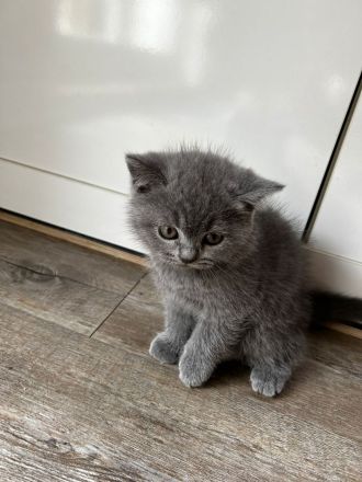 Britisch kurzhaar Katze