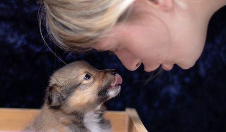 Wunderbare Sheltie Welpen (VDH)  suchen ab sofort das passende Zuhause