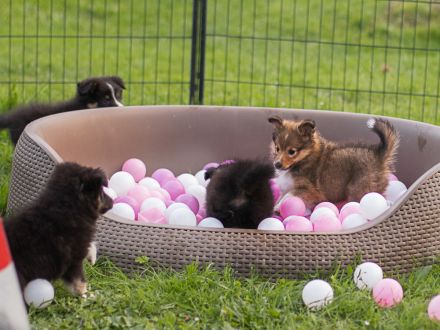 Wunderbare Sheltie Welpen (VDH)  suchen ab sofort das passende Zuhause