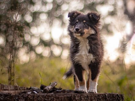 Wunderbare Sheltie Welpen (VDH)  suchen ab sofort das passende Zuhause