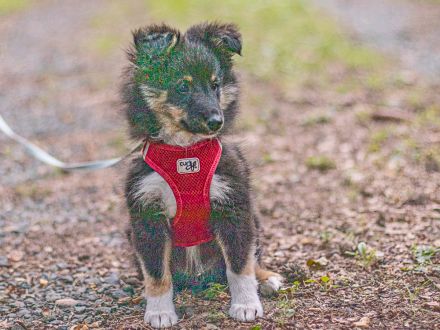 Wunderbare Sheltie Welpen (VDH)  suchen ab sofort das passende Zuhause