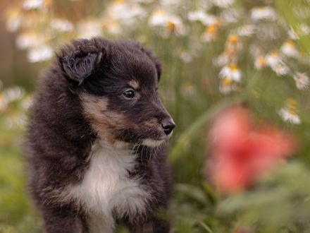 Wunderbare Sheltie Welpen (VDH)  suchen ab sofort das passende Zuhause