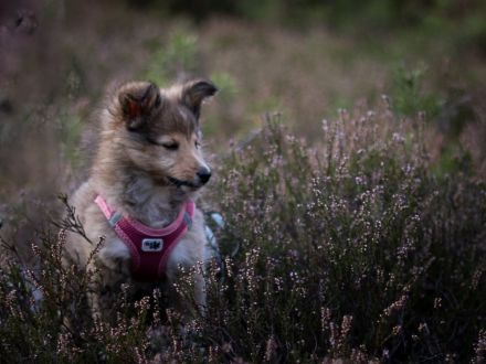 Wunderbare Sheltie Welpen (VDH)  suchen ab sofort das passende Zuhause