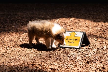 von den Frankenwald Stars