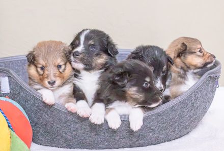 von den Frankenwald Stars