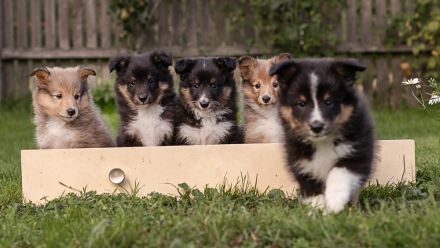 von den Frankenwald Stars