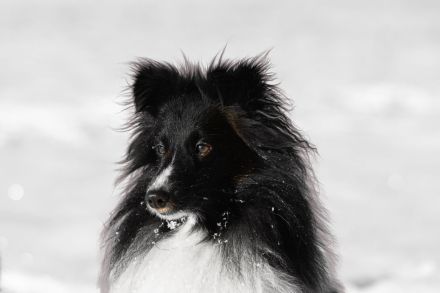 von den Frankenwald Stars