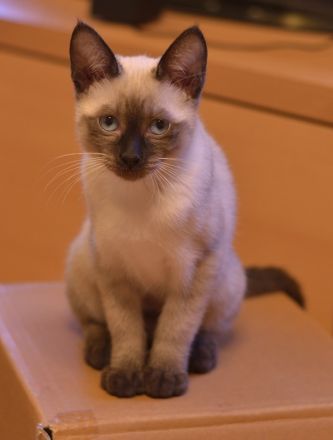 Siam, Siamkitten, 1 Mädchen, reinrassig, Seal Point, Abgabe sofort