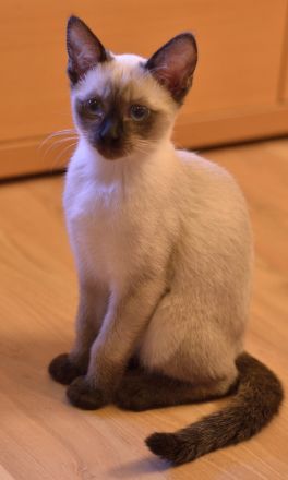 Siam, Siamkitten, 1 Mädchen, reinrassig, Seal Point, Abgabe sofort