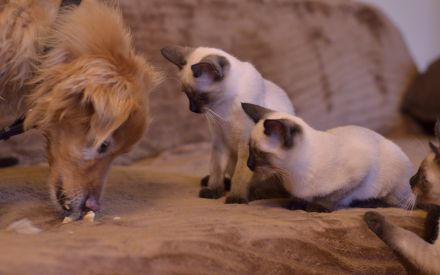 Siam, Siamkitten, 1 Mädchen, reinrassig, Seal Point, Abgabe sofort