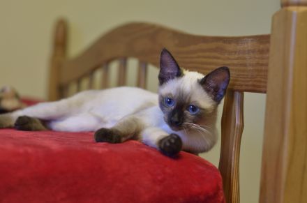 Siam, Siamkitten, 1 Mädchen, reinrassig, Seal Point, Abgabe sofort