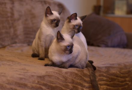 Siam, Siamkitten, 1 Mädchen, reinrassig, Seal Point, Abgabe sofort