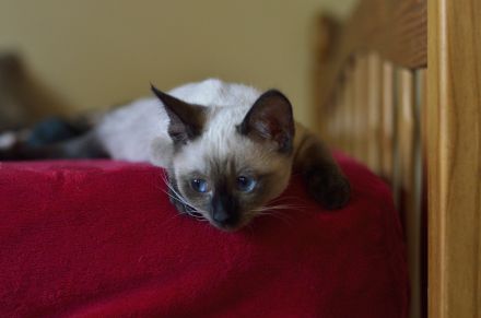 Siam, Siamkitten, 1 Mädchen, reinrassig, Seal Point, Abgabe sofort