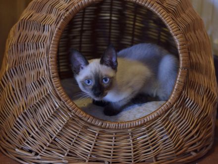 Siam, Siamkitten, 1 Mädchen, reinrassig, Seal Point, Abgabe sofort