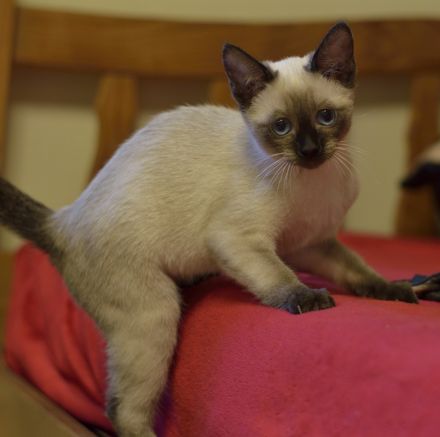 Siam, Siamkitten, 1 Mädchen, reinrassig, Seal Point, Abgabe sofort
