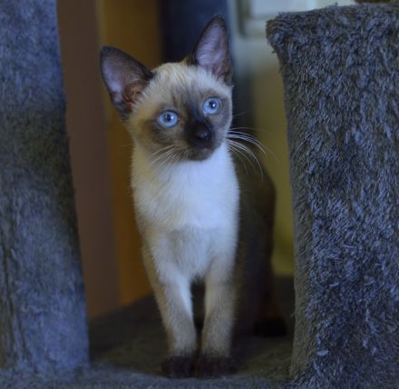 Siam, Siamkitten, 1 Mädchen, reinrassig, Seal Point, Abgabe sofort