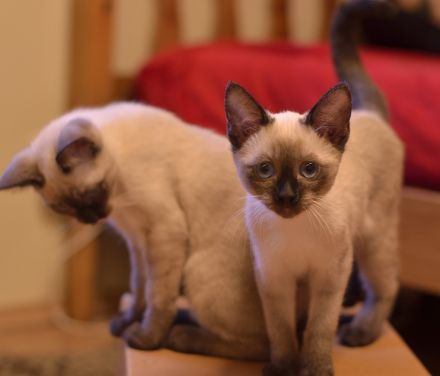 Siam, Siamkitten, 1 Mädchen, reinrassig, Seal Point, Abgabe sofort