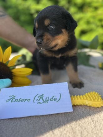 Rottweiler/Kaukasen Mix Mischlinge
