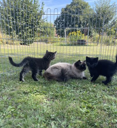Unser Katzenbaby sucht noch ein neues Zuhause