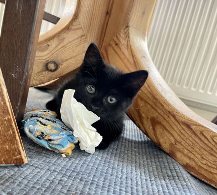 Unser Katzenbaby sucht noch ein neues Zuhause