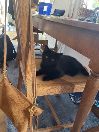 Unser Katzenbaby sucht noch ein neues Zuhause