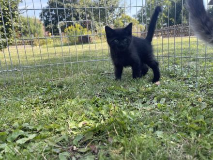Unser Katzenbaby sucht noch ein neues Zuhause