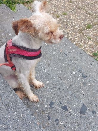 Chihuahua-Shizu-dackel mix