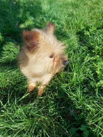 Chihuahua-Shizu-dackel mix