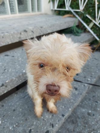 Chihuahua-Shizu-dackel mix