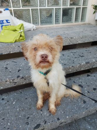 Chihuahua-Shizu-dackel mix