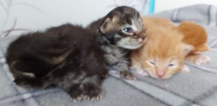 Maincoon kitten