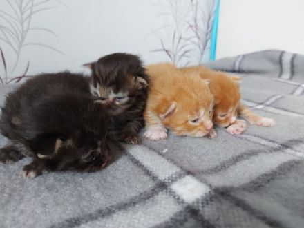 Maincoon kitten