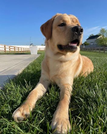 Labrador Retriever Welpe