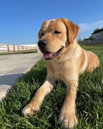 Labrador Retriever Welpe