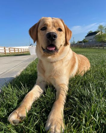 Labrador Retriever Welpe