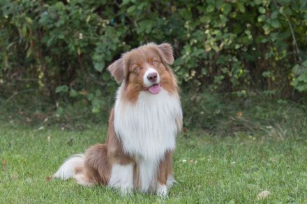 Coralfires Start Me Up DNA-CP "Joe" nur ASCA