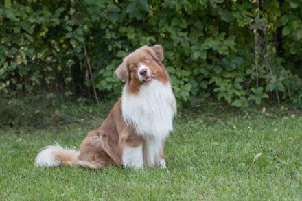 Coralfires Start Me Up DNA-CP "Joe" nur ASCA