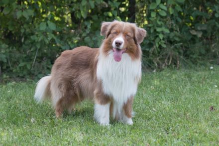 Coralfires Start Me Up DNA-CP "Joe" nur ASCA