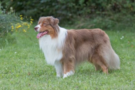 Coralfires Start Me Up DNA-CP "Joe" nur ASCA