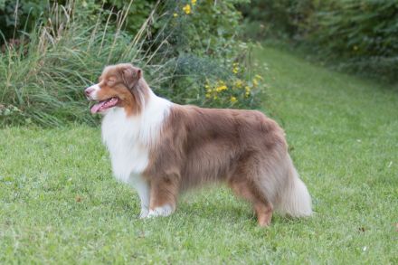 Coralfires Start Me Up DNA-CP "Joe" nur ASCA