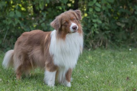 Coralfires Start Me Up DNA-CP "Joe" nur ASCA