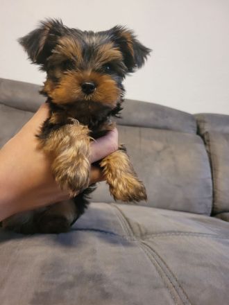 Yorkshire terrier