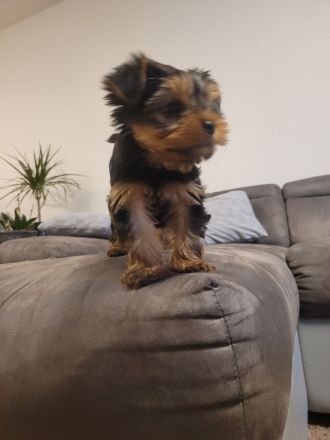 Yorkshire terrier