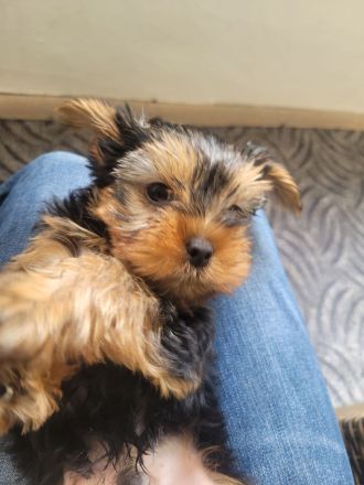 Yorkshire terrier