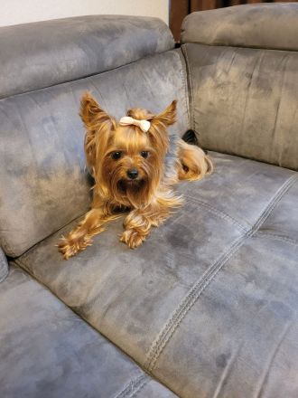 Yorkshire terrier