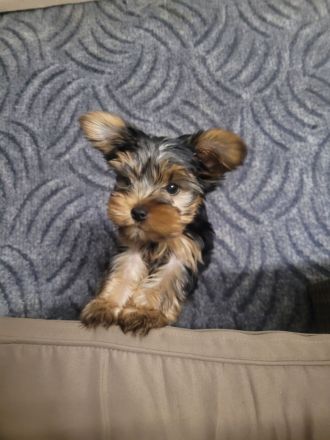 Yorkshire terrier
