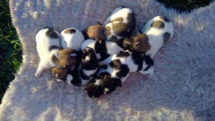 Verkaufe wunderschöne Jack Russel Welpen