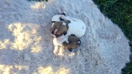 Verkaufe wunderschöne Jack Russel Welpen
